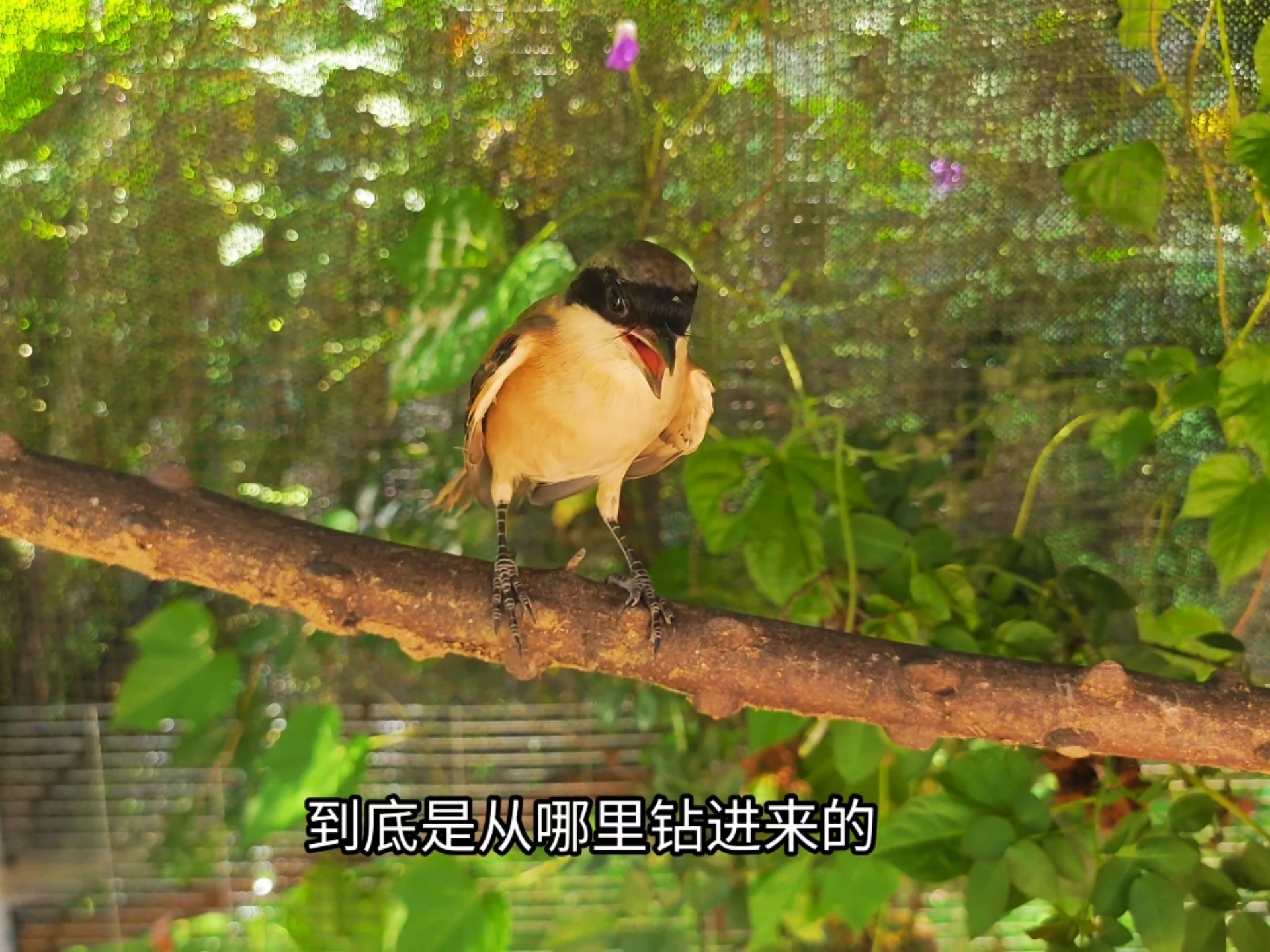 自从把屠夫鸟的笼子给了貉子，它就和笼子杠上了，到底咋进来的？