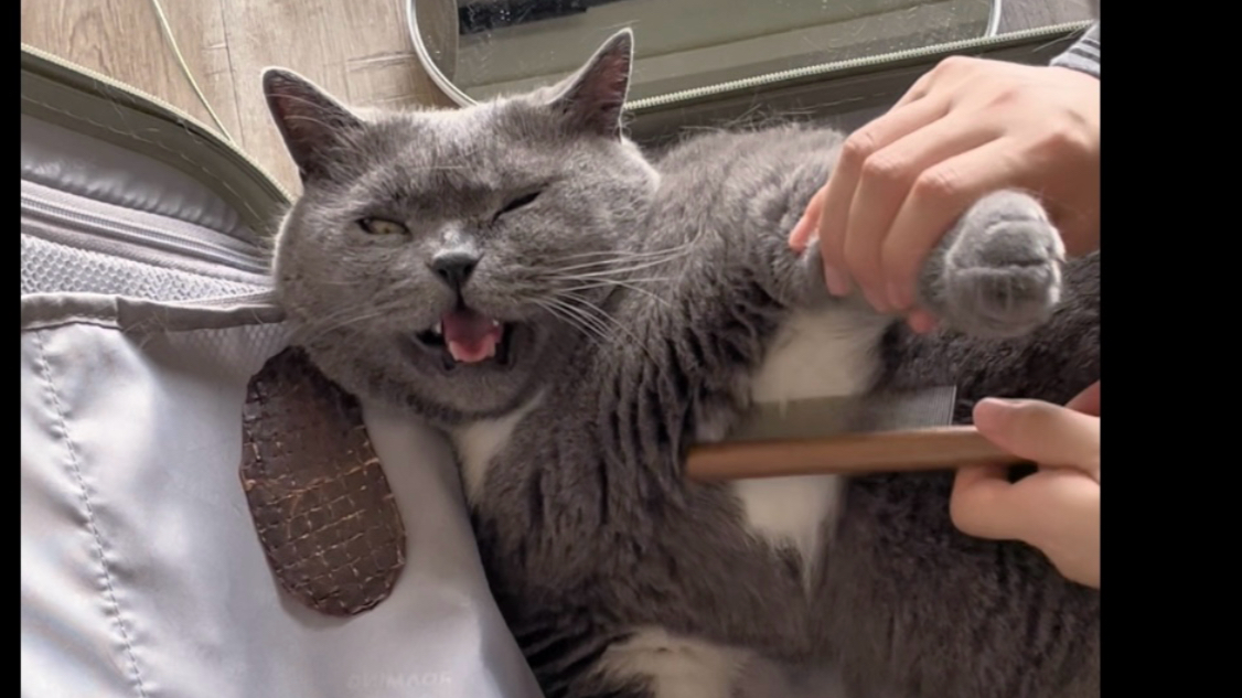 精致男猫，当然要做腋下管理啦