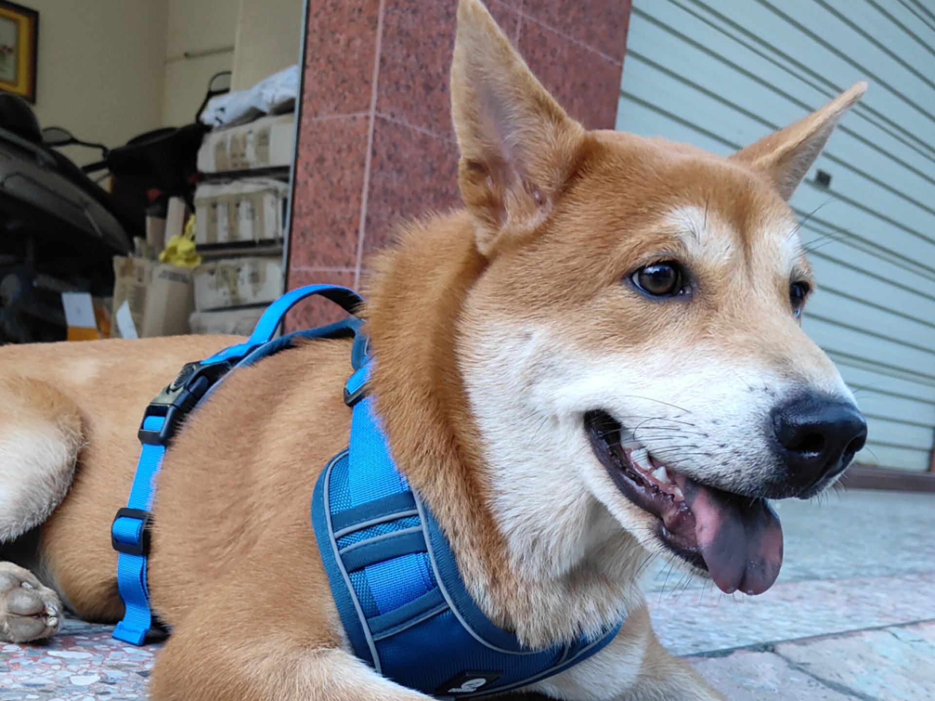 田园犬的规律生活之晨间记录