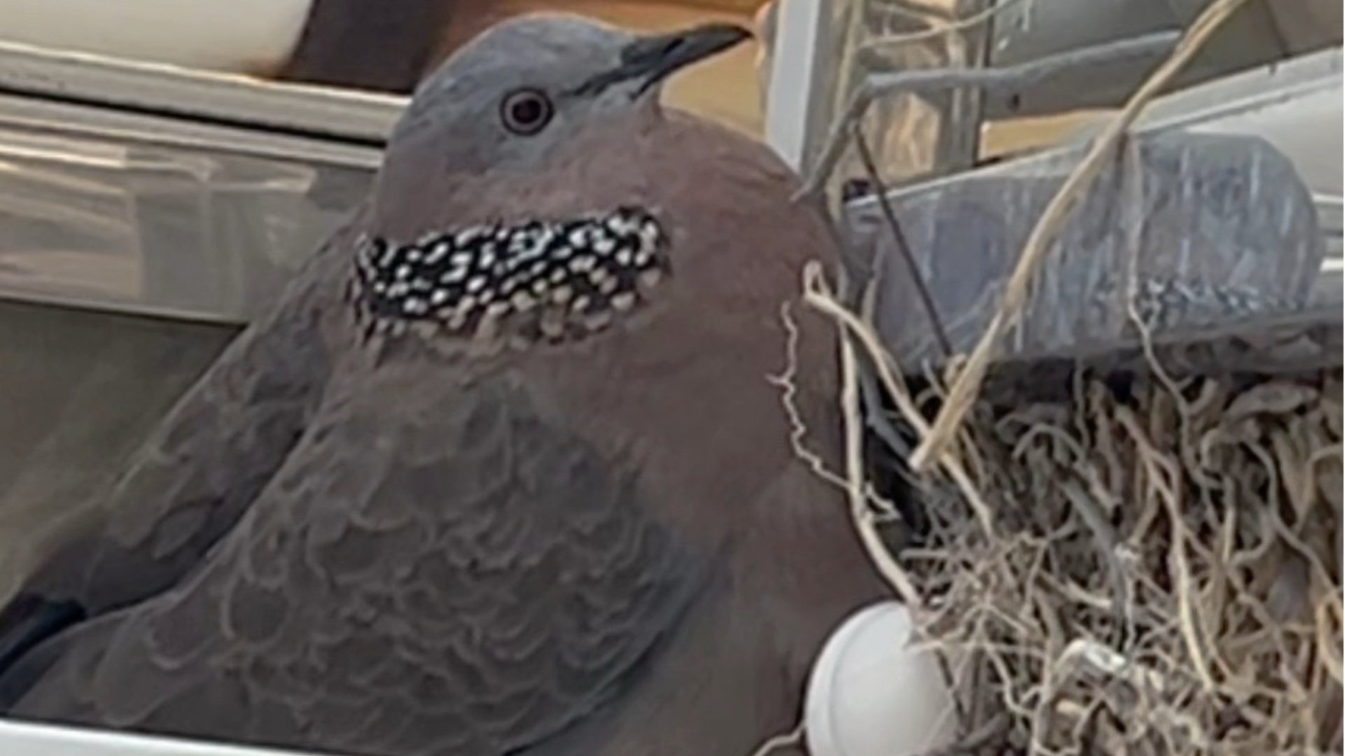 古咕顾！古咕顾！每天在我枕头旁安家的鸟儿们