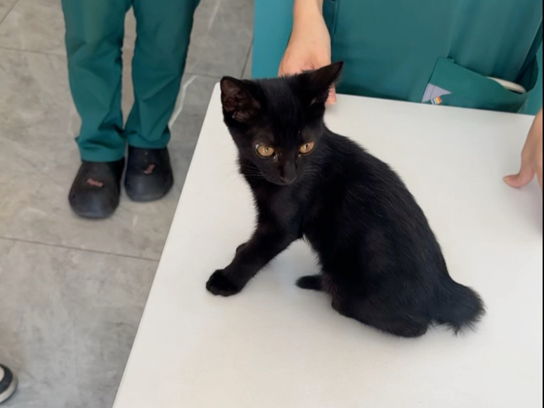 起个什么名字好呢！