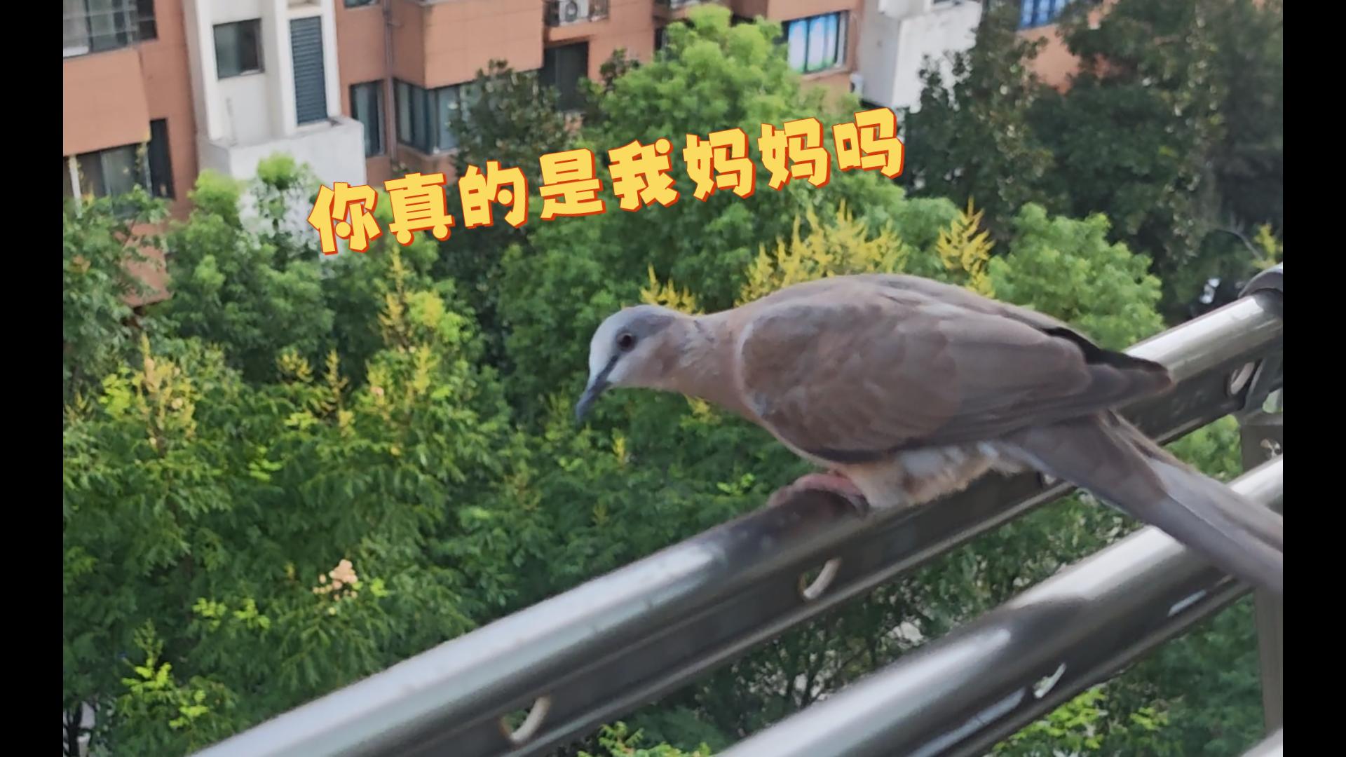 阳台鸠鸠||戴了个帽子就不认识我了