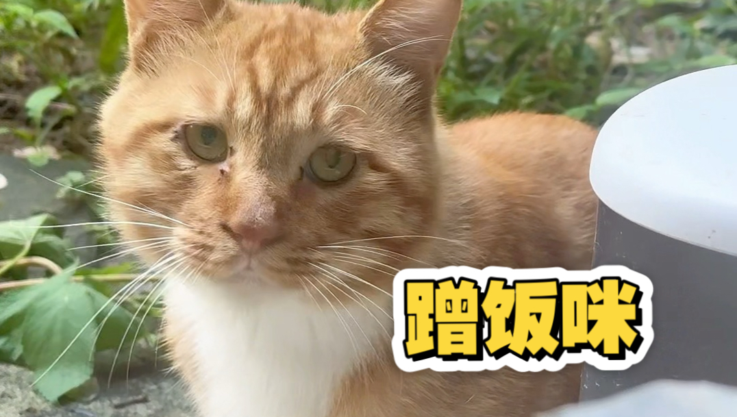猫猫跟我躲猫猫！
