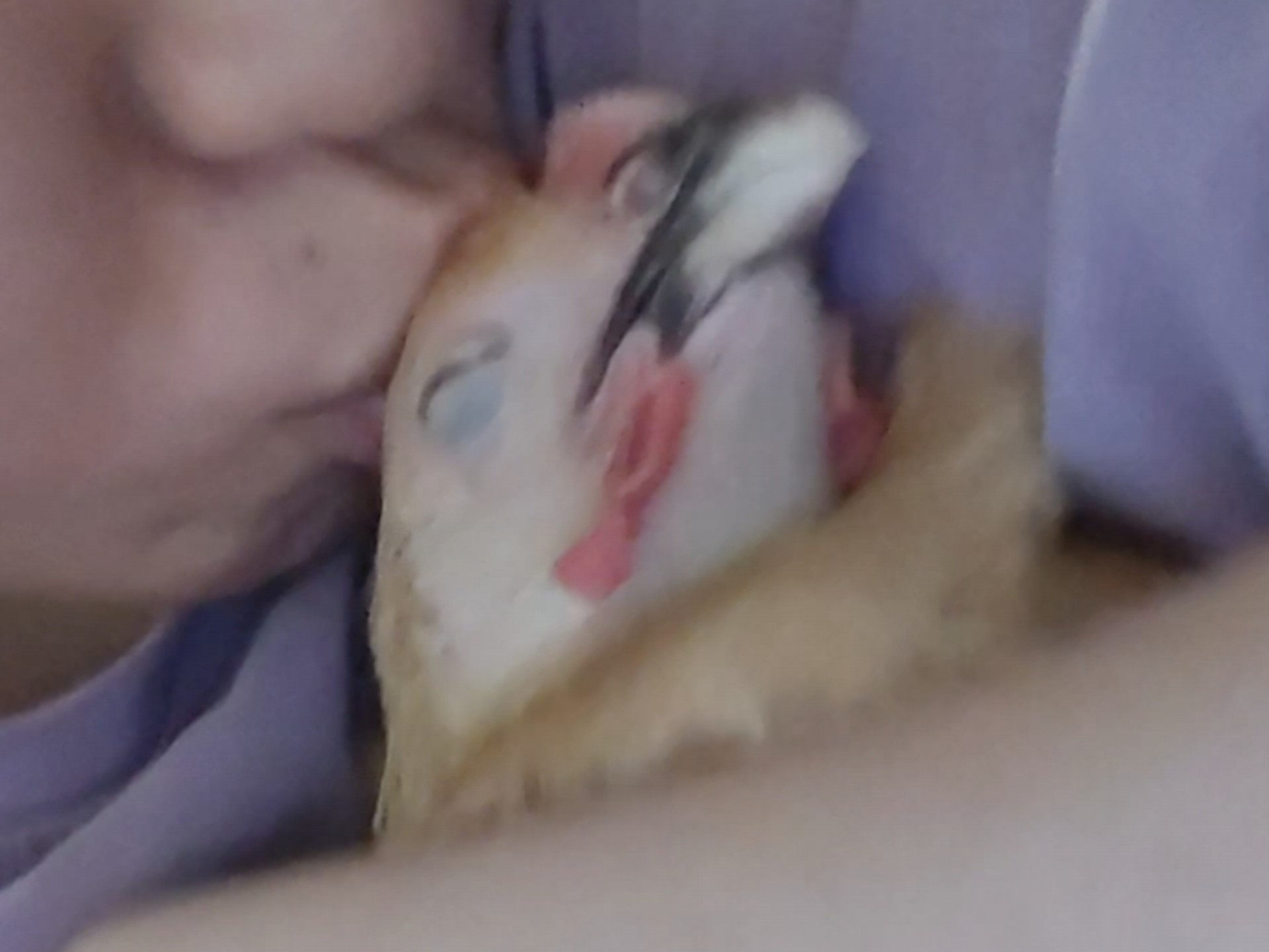 五子神人：爱鸡tv