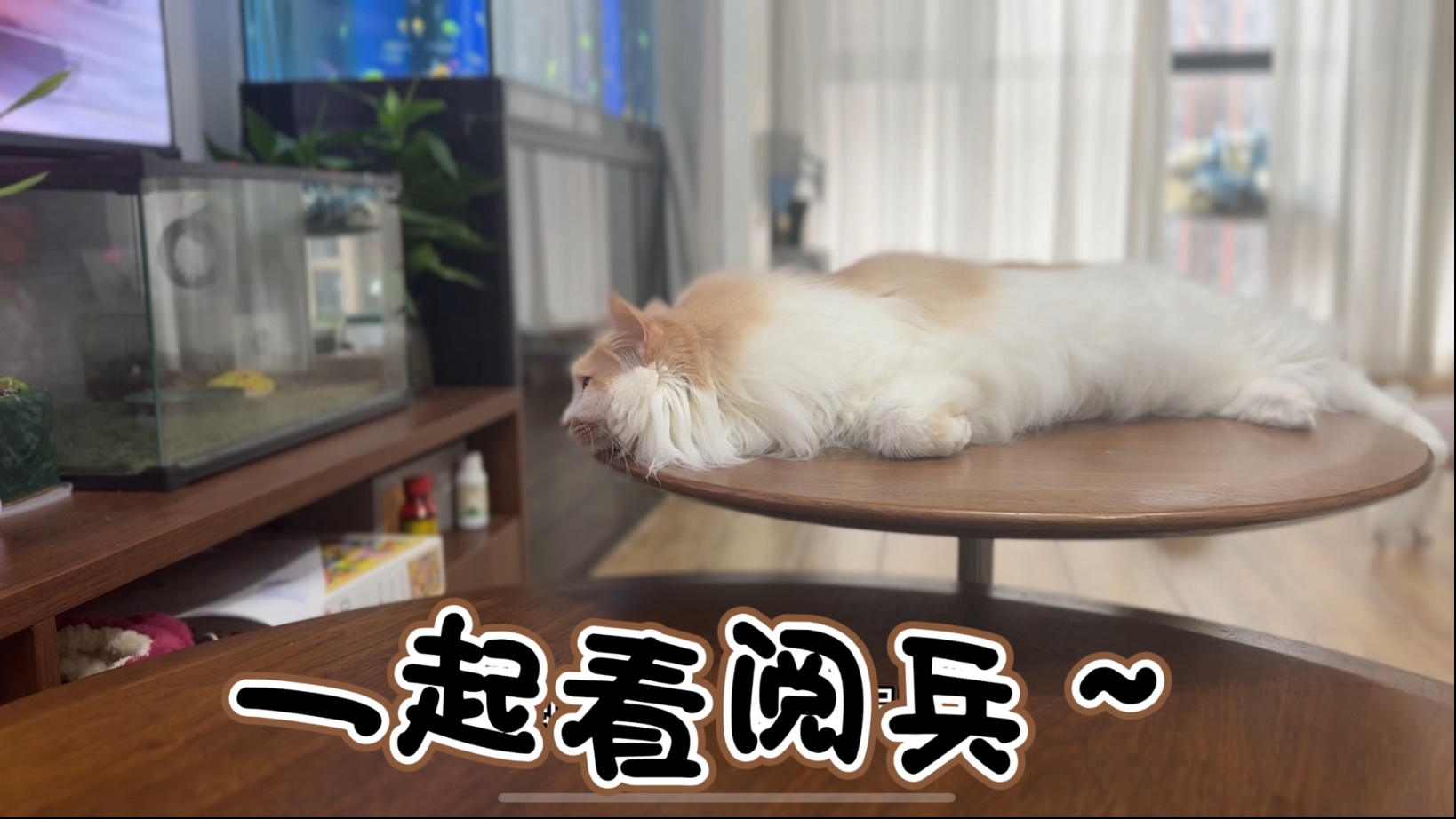 一起从镜头里感受一下棕色小狗的味道。小猫咪看阅兵看睡着啦