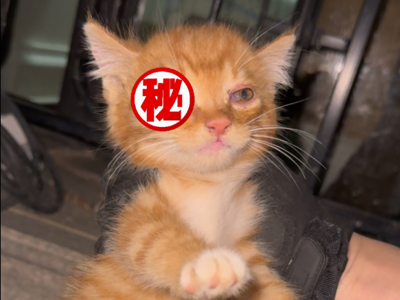 抓猫如探囊取物，简单的很