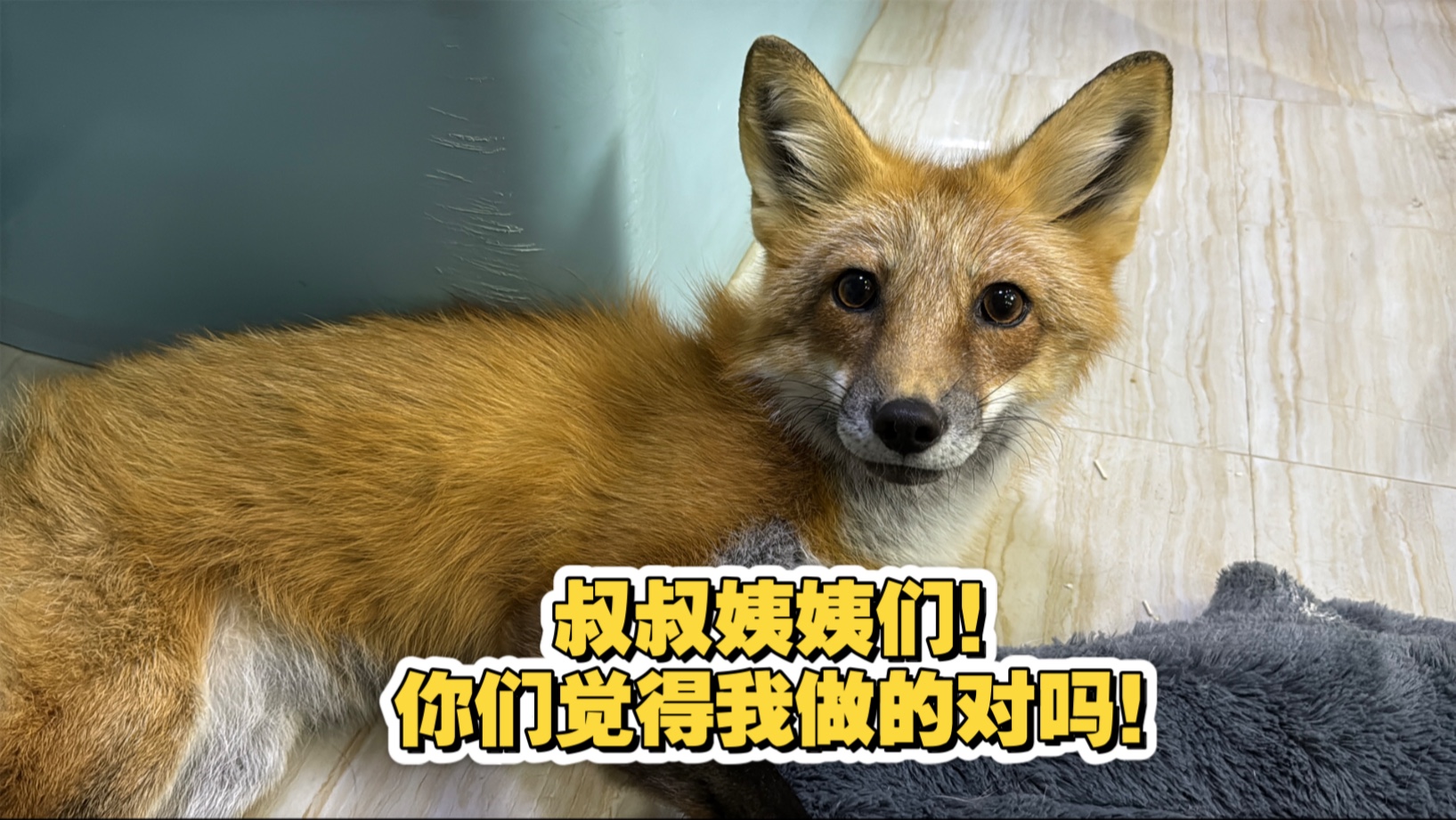 【小萝卜生气实录】有史以来我第一次见萝卜生这么大气，大坏狐