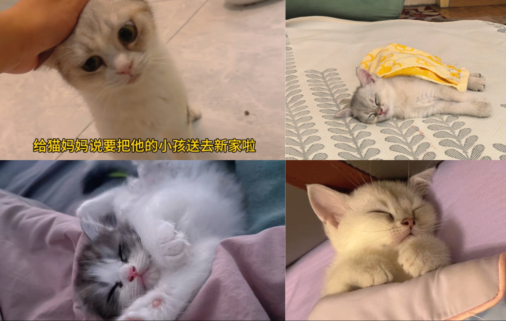 流浪的终点是家～周末送三只小猫去新家了！过几天再送一只。还剩