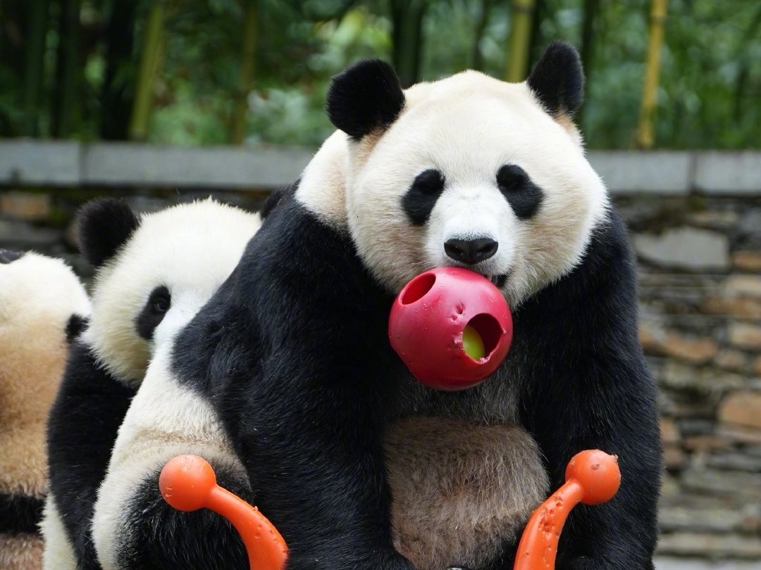 乔家的花仙子乔蕊蕊八岁啦，生日快乐！是最好的蕊蕊妈妈，也是永远