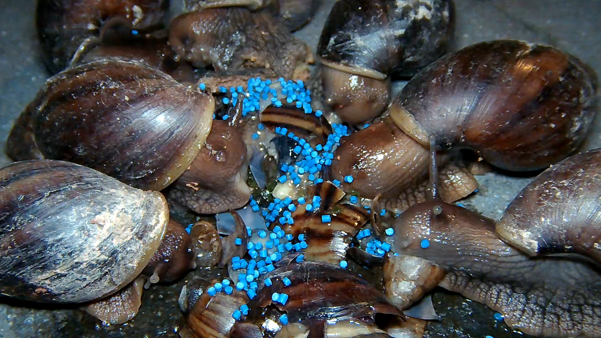 当非洲大蜗牛吃上了蓝色小药丸（视频较长建议加速观看）