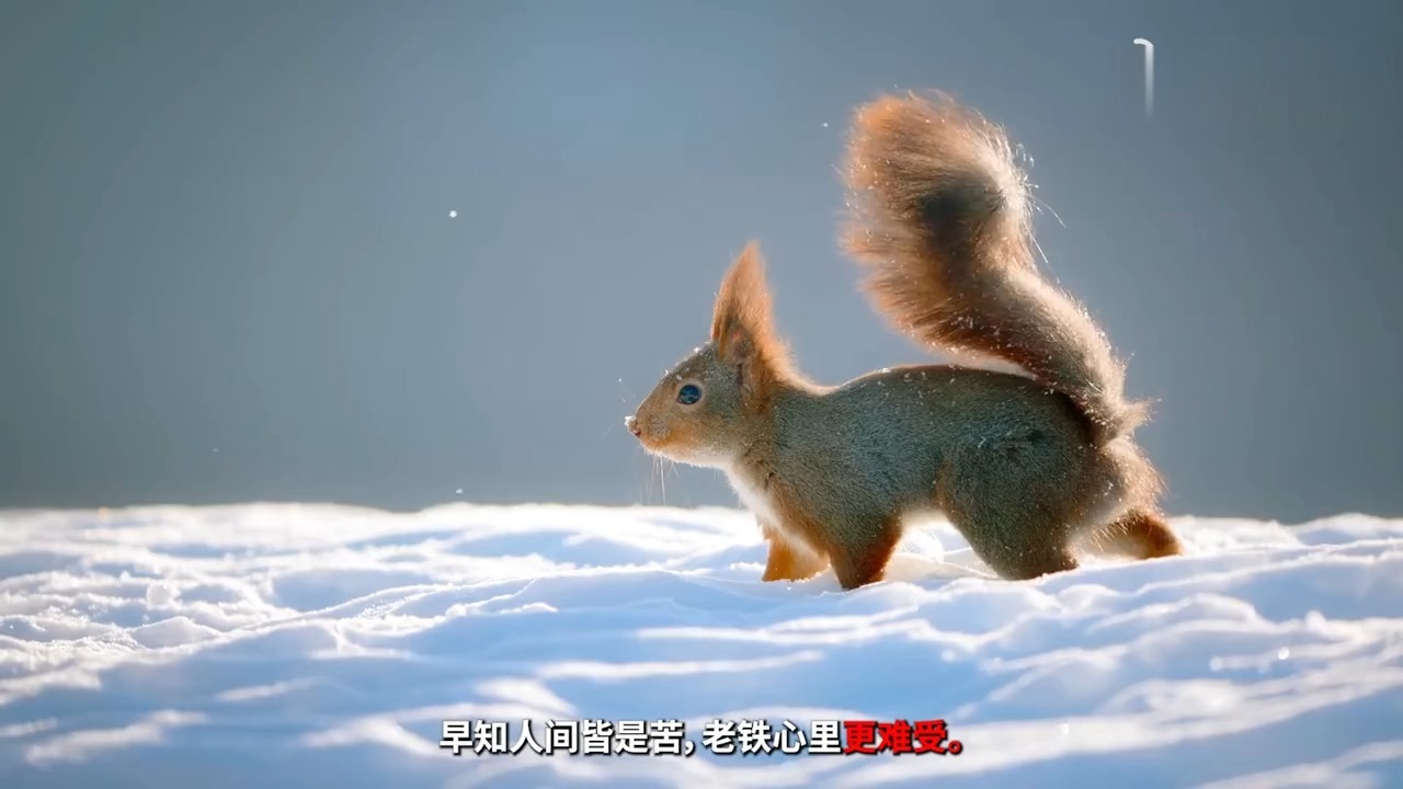 一口气看完动物搞笑行为！动物世界爆笑解说合集