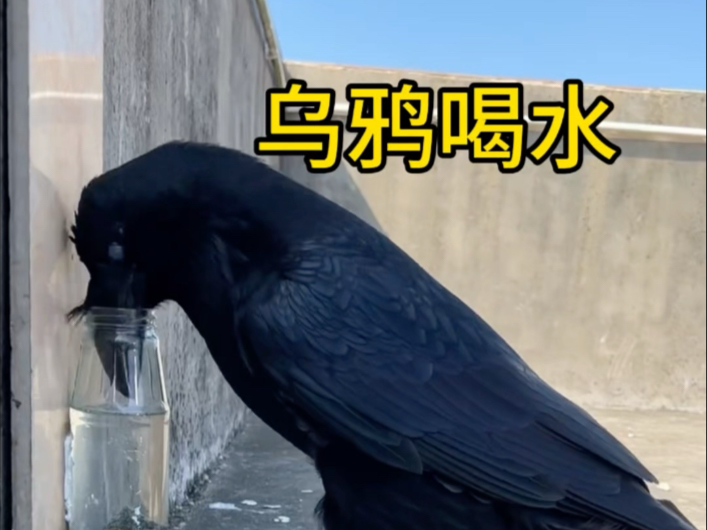 据说：乌鸦能用石头喝水，实测