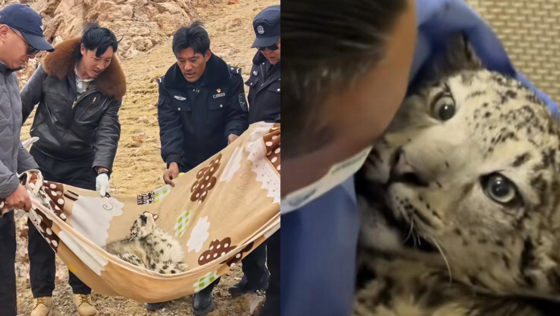多部门联合营救+几百万人云守护的受伤雪豹凌小蛰和他难兄难