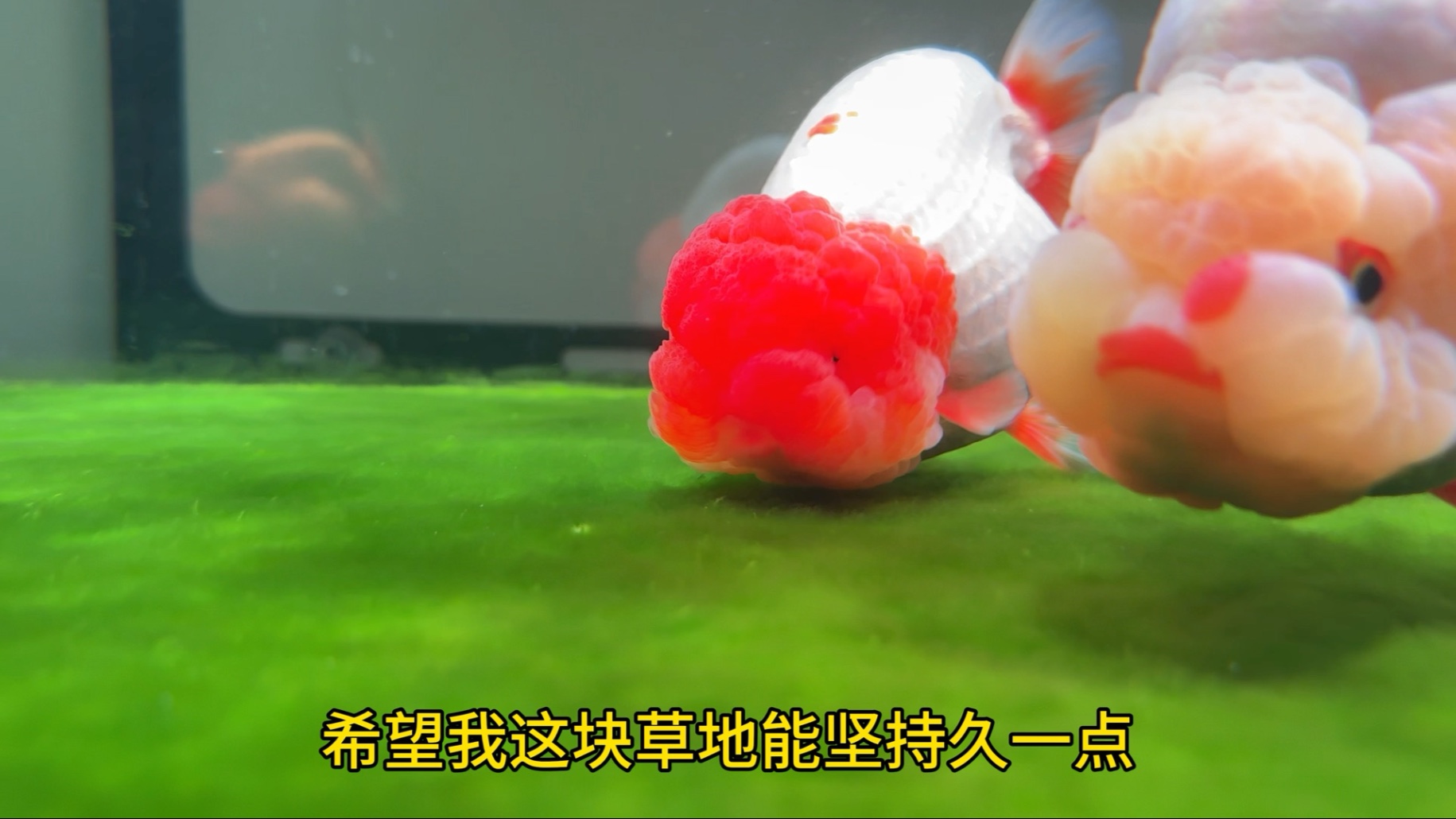 鱼缸里的绿草地也是让我养出来了
