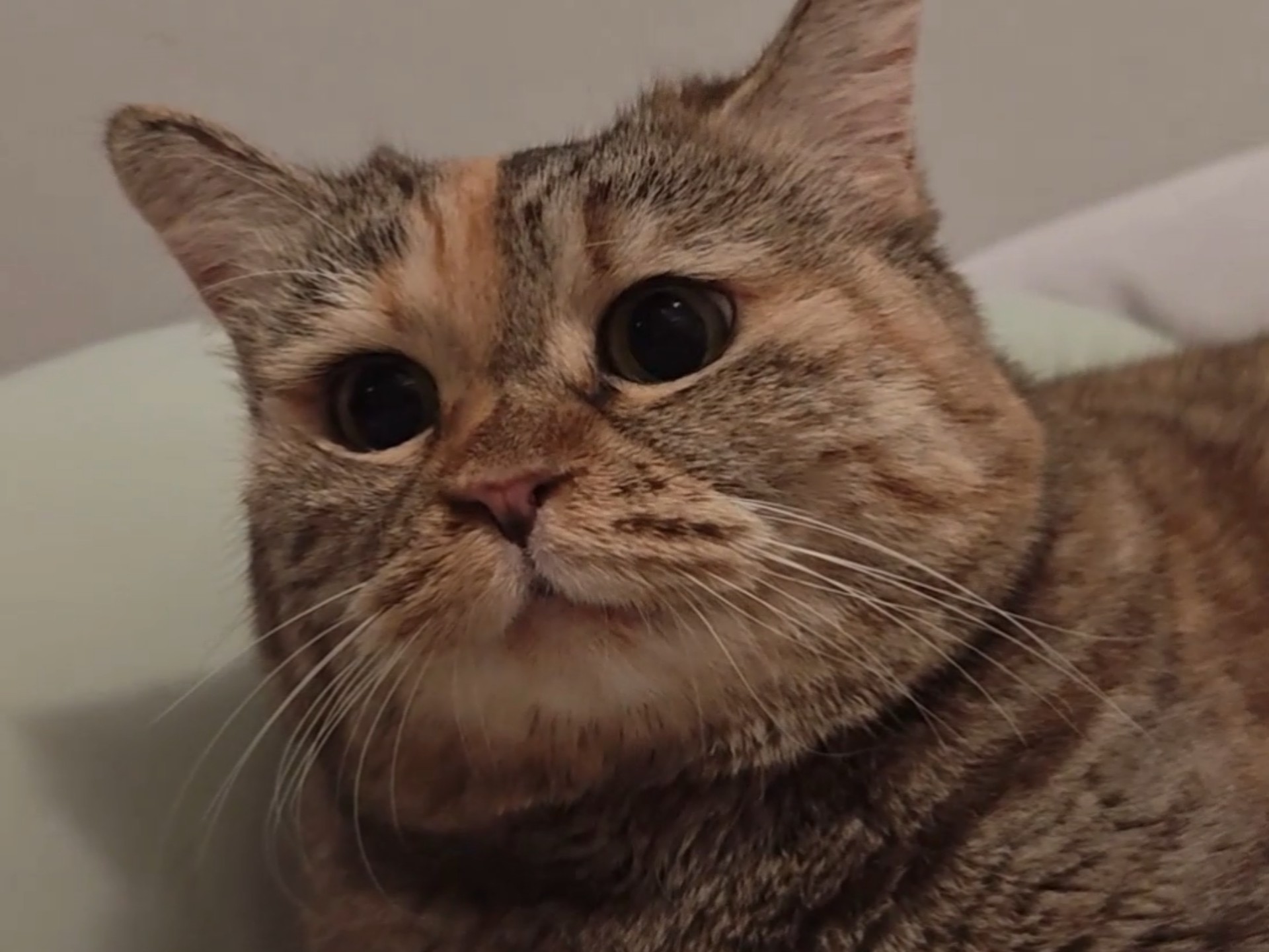 麻，咱们明天不吃蛋糕了好不好？