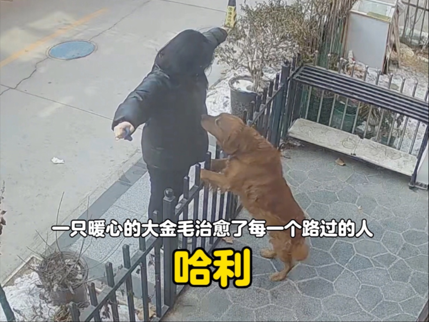 一只暖心的大金毛，治愈了每一个路过的人