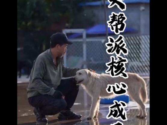 强将手下无弱兵，胡子大叔爱犬部落的五大派系，您知道都有谁吗？在