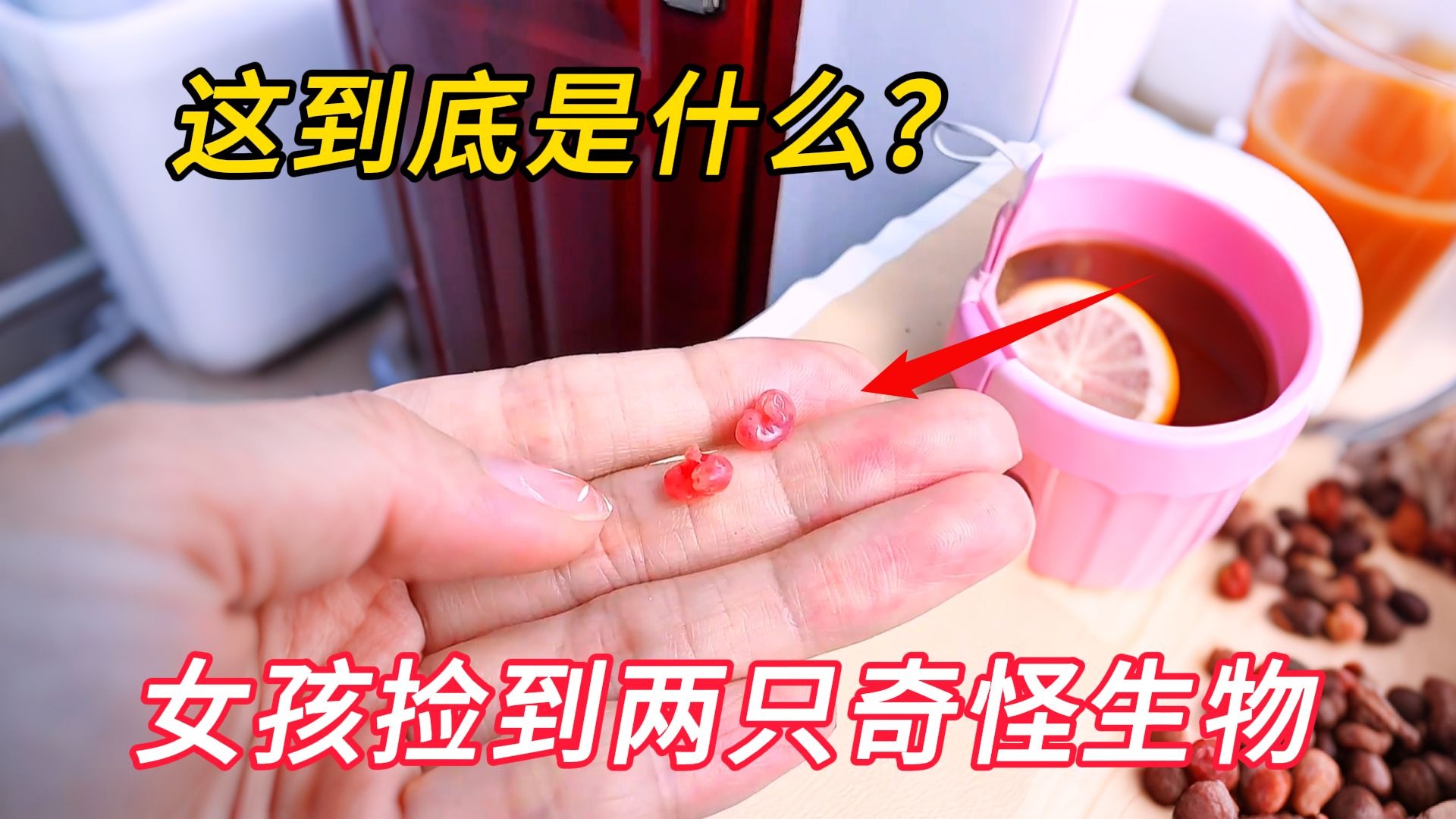 小姐姐捡到两只奇怪的小动物，将它养大后竟和它建立了深厚情谊