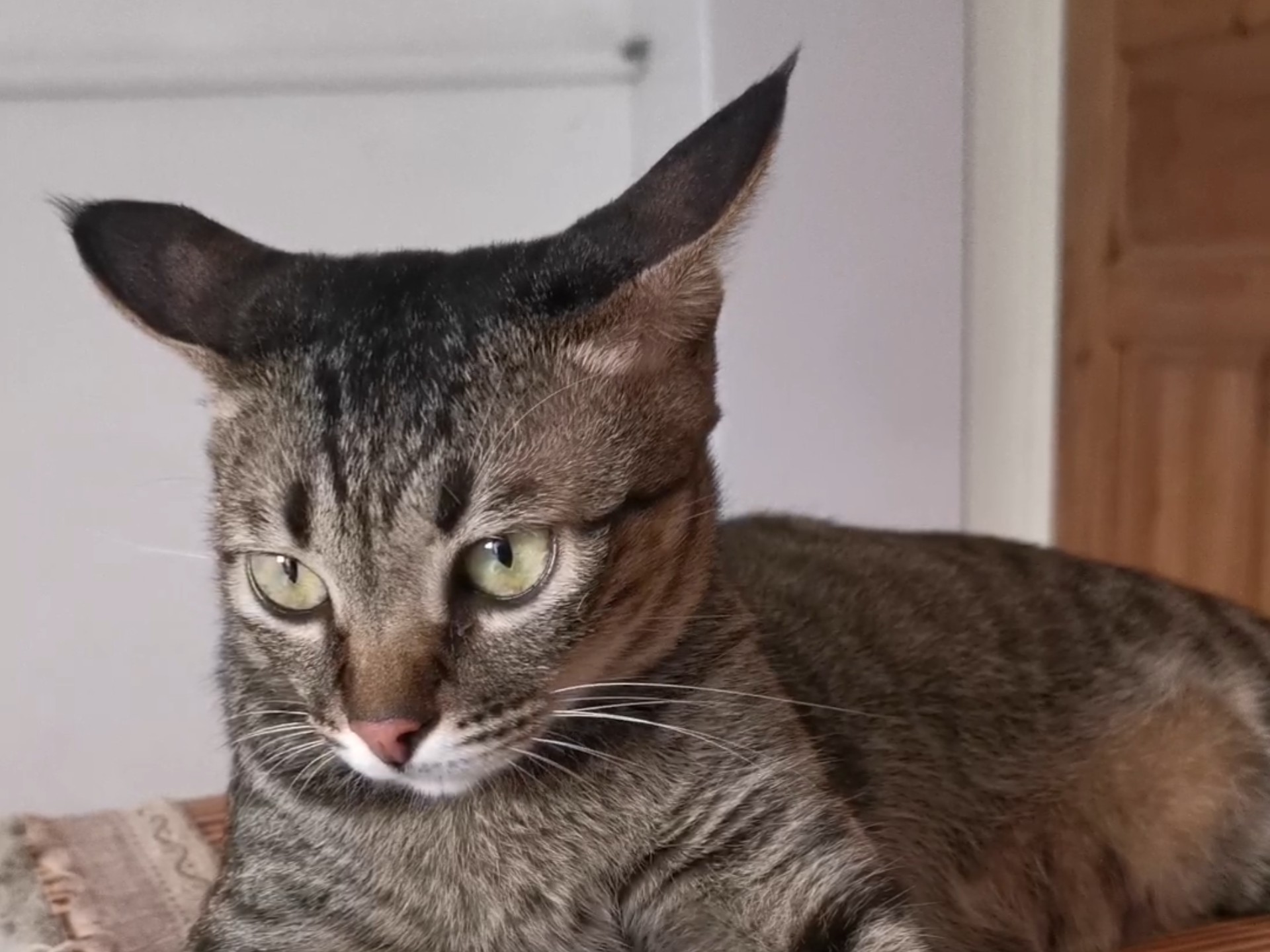 喵师傅：安静的梅狸猫。