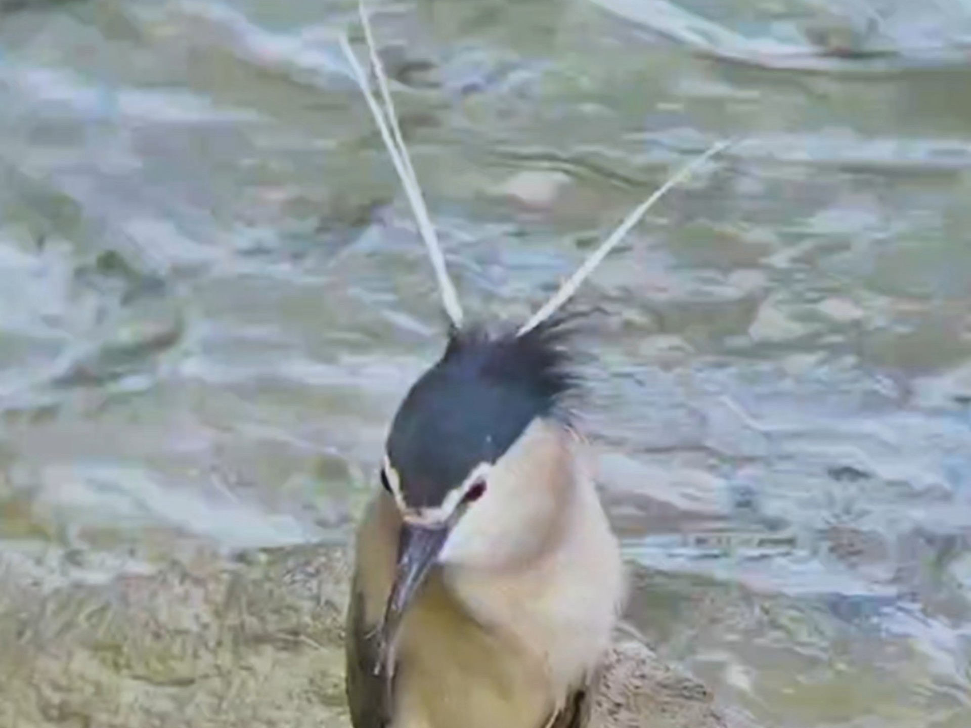 周一不要EMO啦！跟着鹭鹭一起燃起来吧！