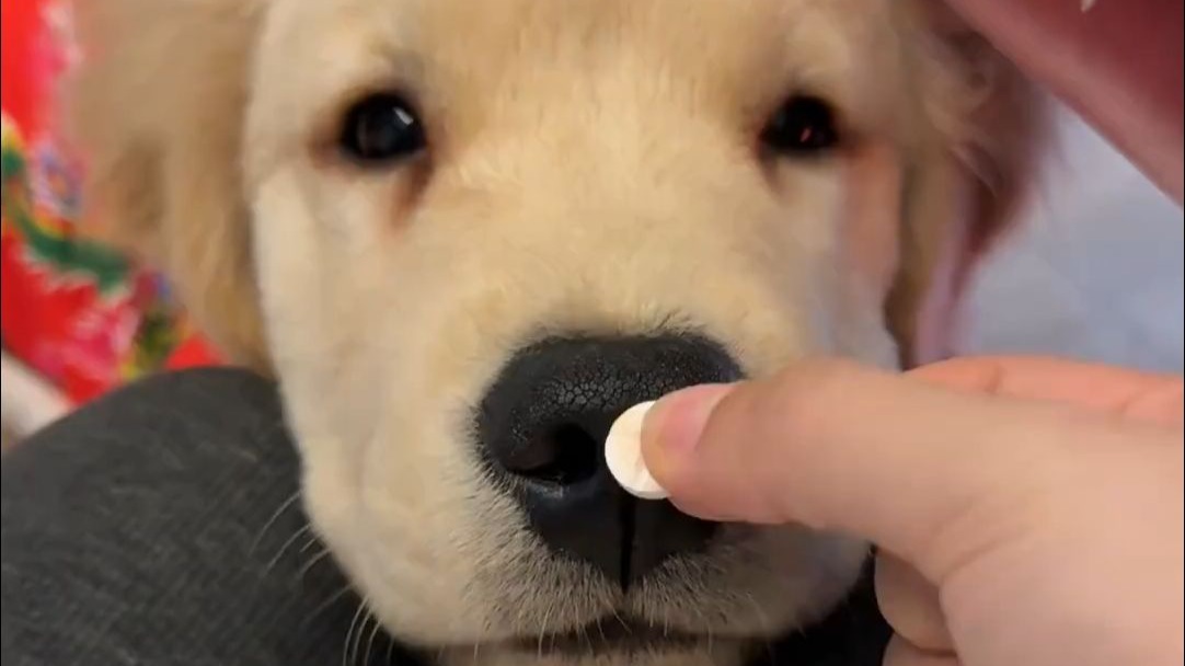 像这种吃驱虫药都吃这么香的小狗最没心眼了