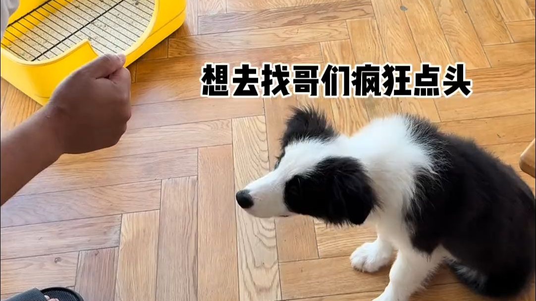 再见了我的…好朋狗