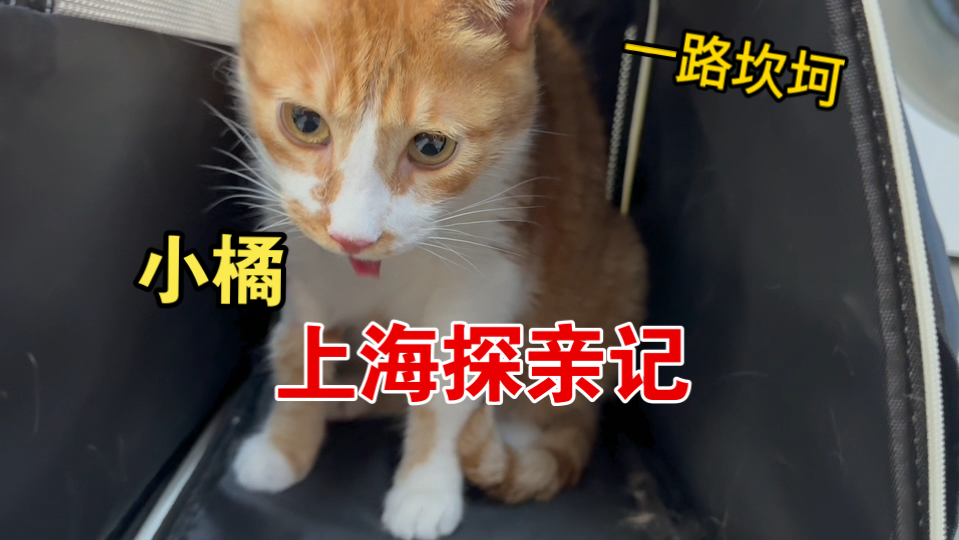 小橘上海探亲记