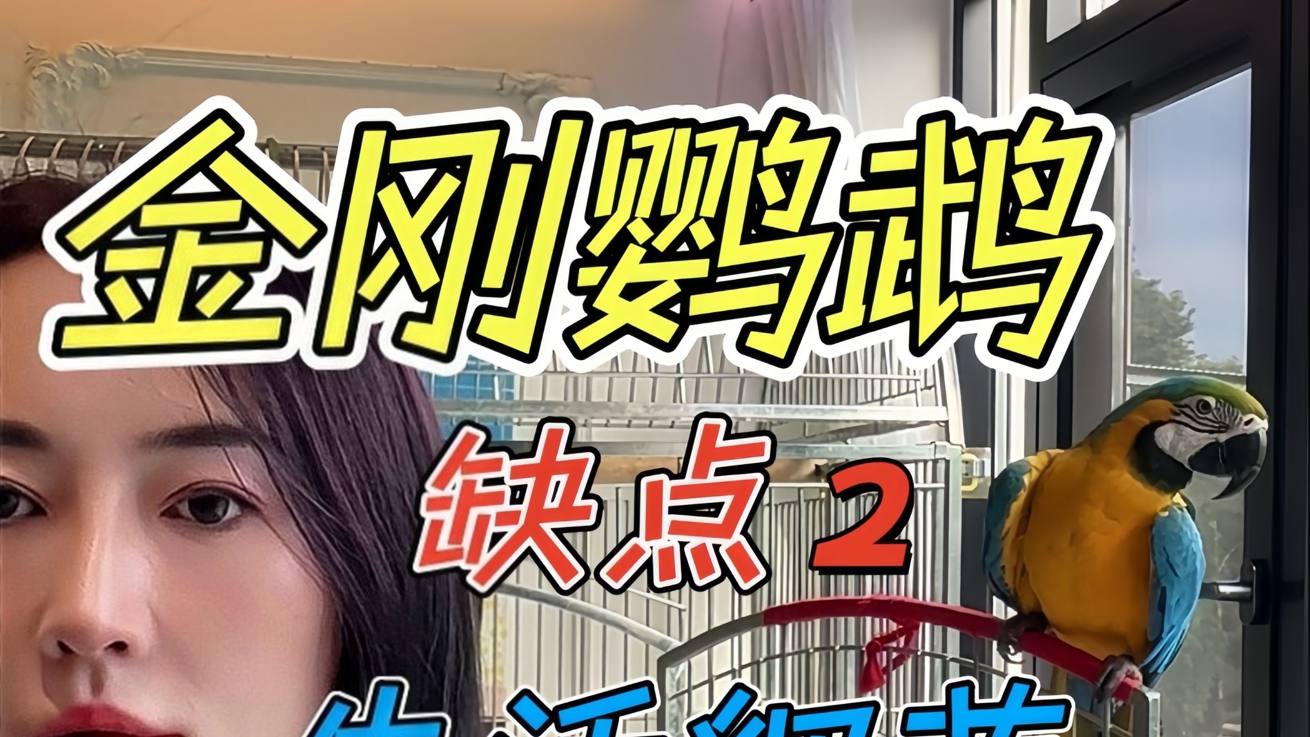 边养鹦鹉边输出之，20，盘点金刚鹦鹉的生活细节
