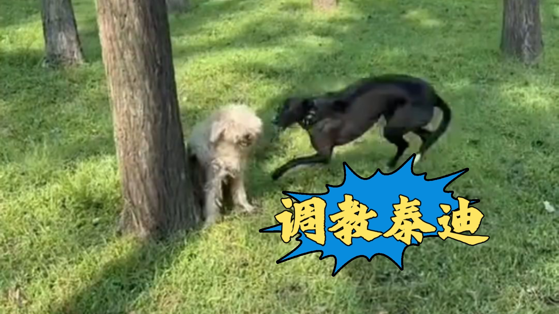 调教泰迪