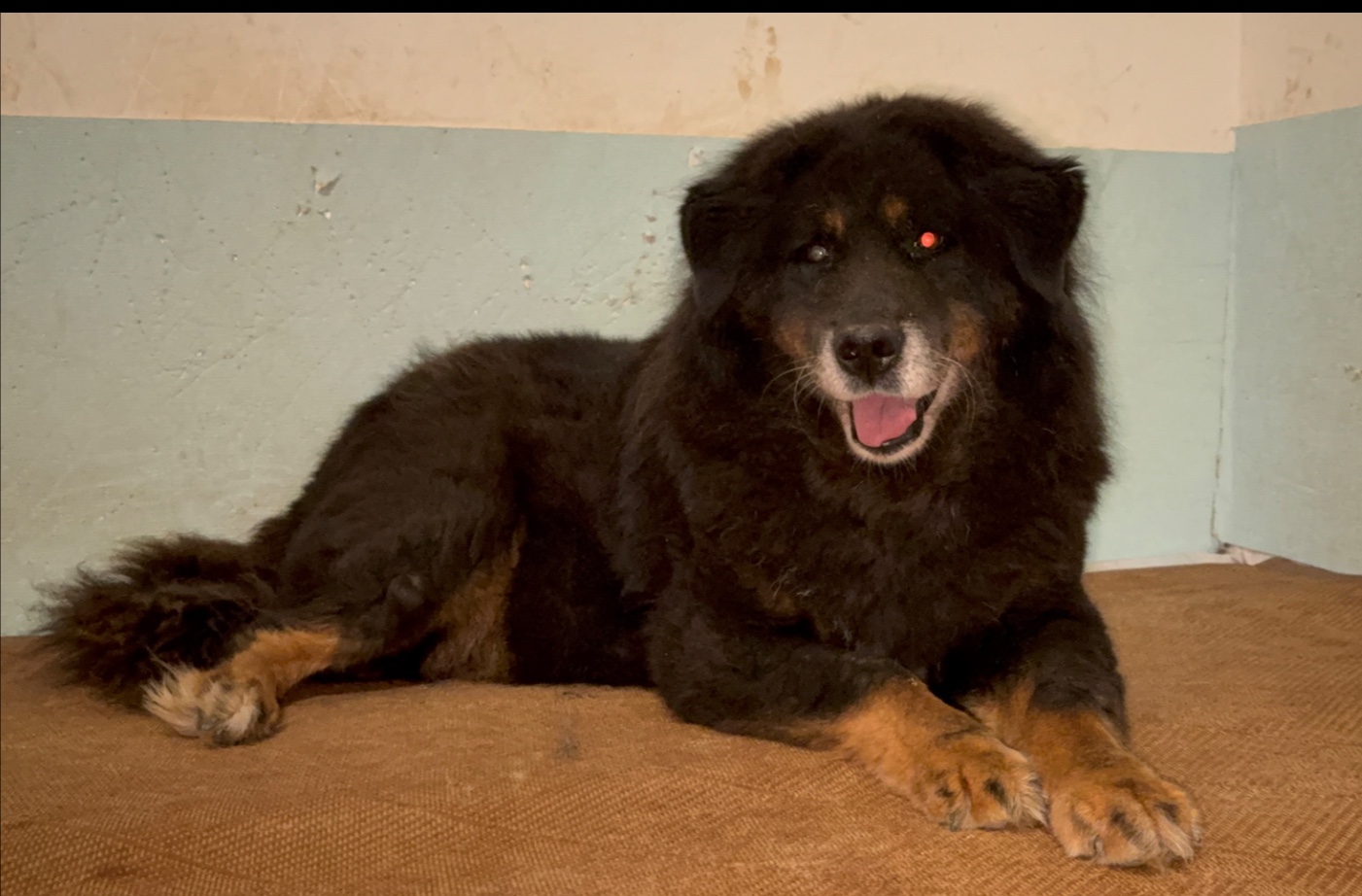 用五天时间给几只狗子建了一个豪华庇护所，建好了看着怎么感觉