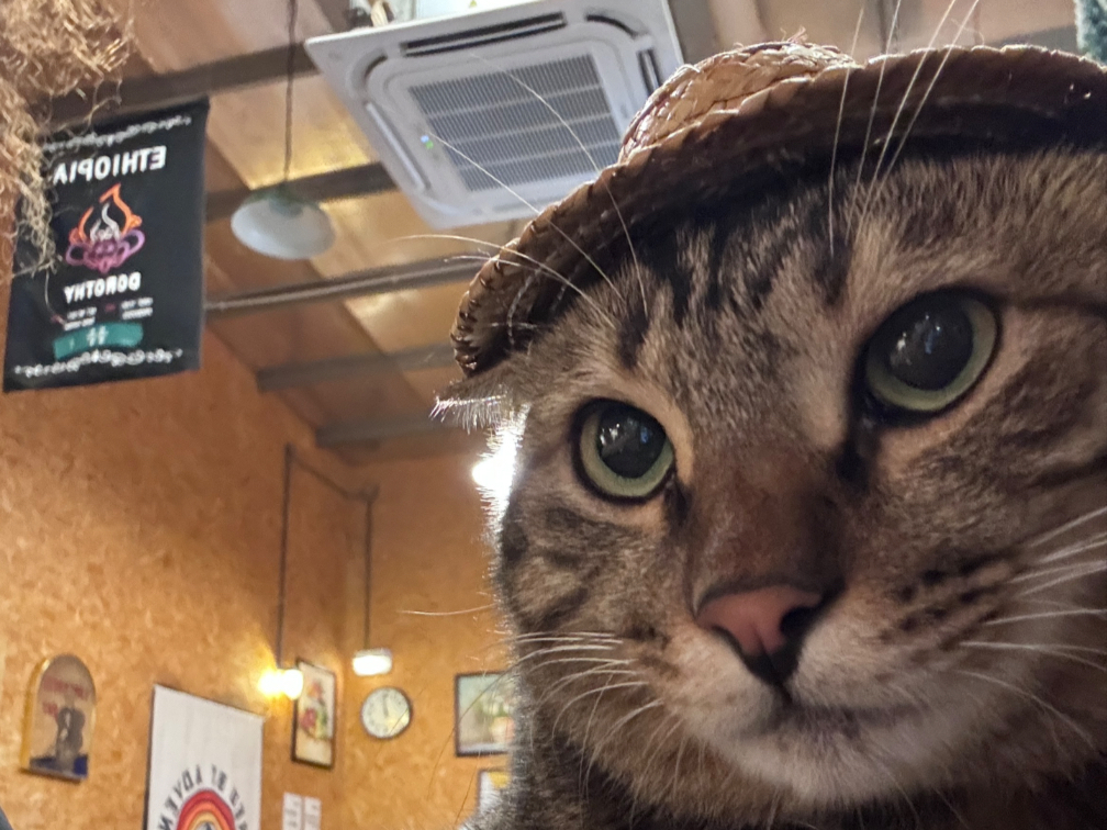 第3集｜被一群流浪猫讹上的咖啡店