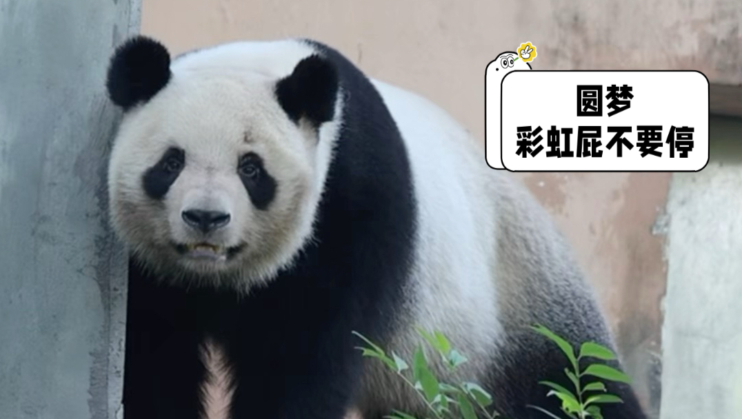 8.12圆梦:彩虹屁不要停
