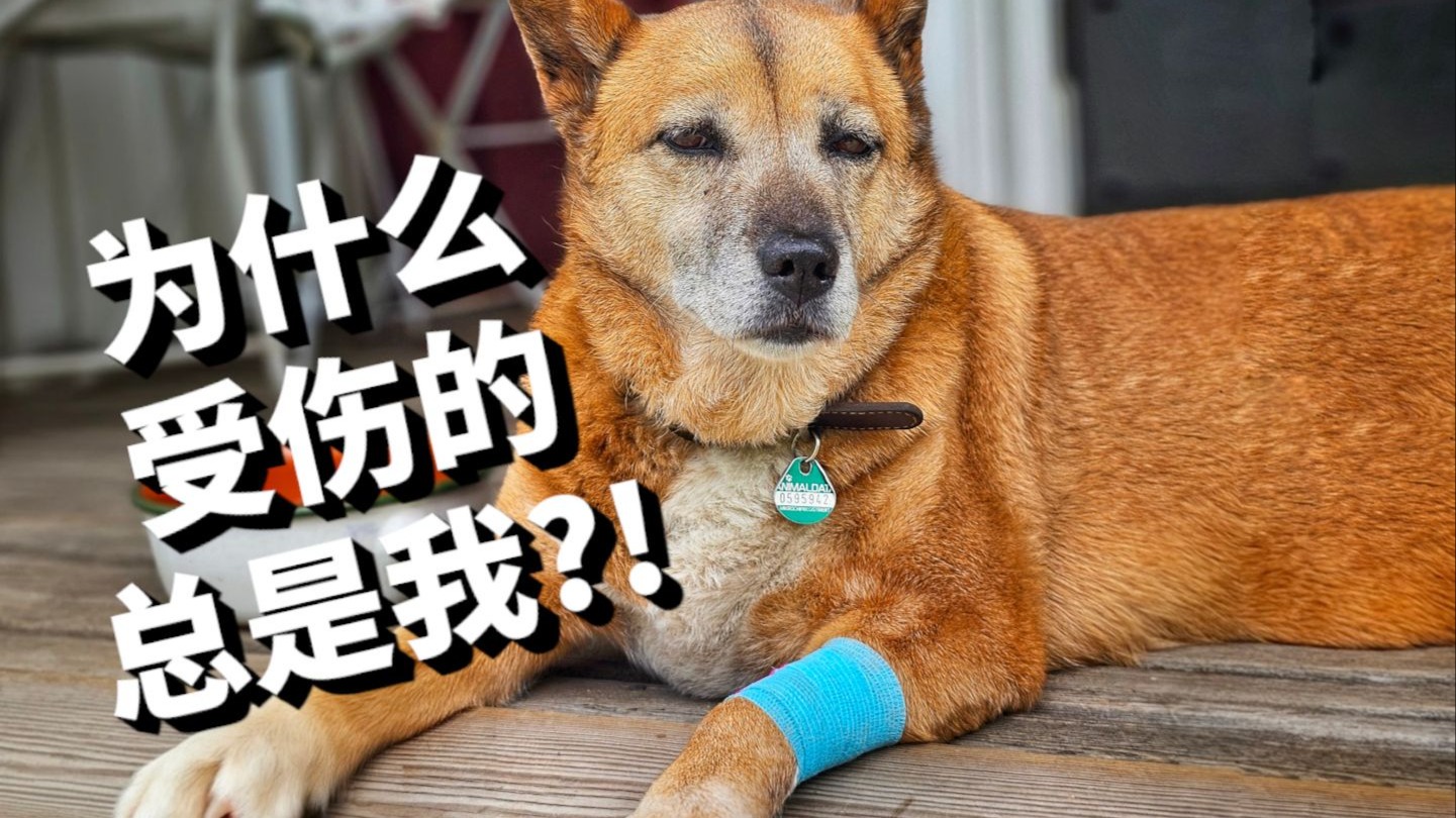 土狗的听话忠诚在哪？！花了2万块为两只土狗建围栏，全部打水漂了