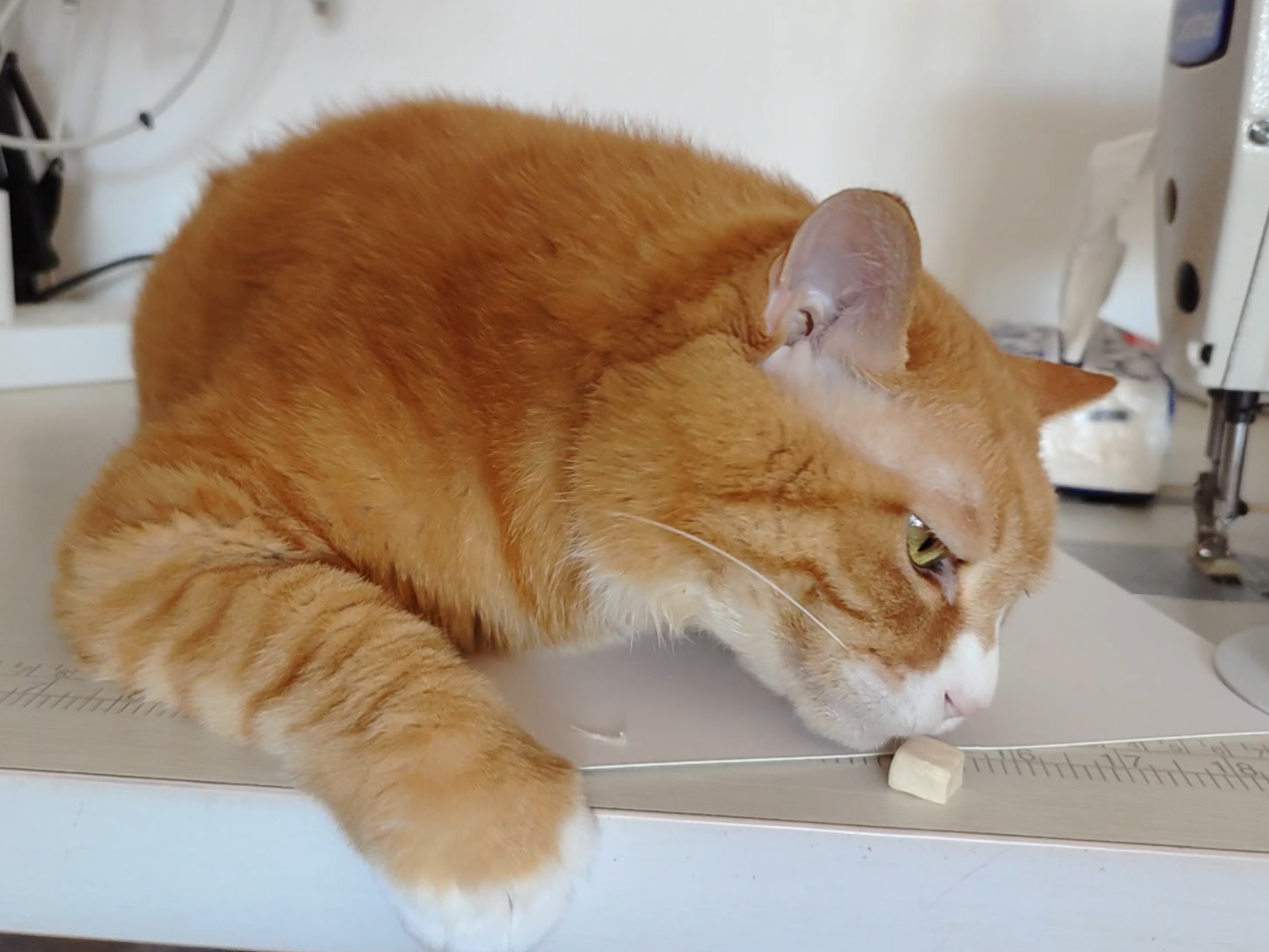 蛋糕给大家表演一个到嘴的冻干飞了