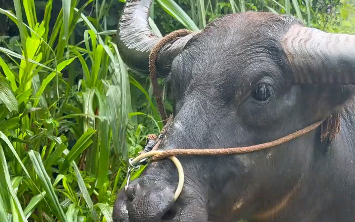 牛顿。牠脑子到底想什么？水牛吃草。
