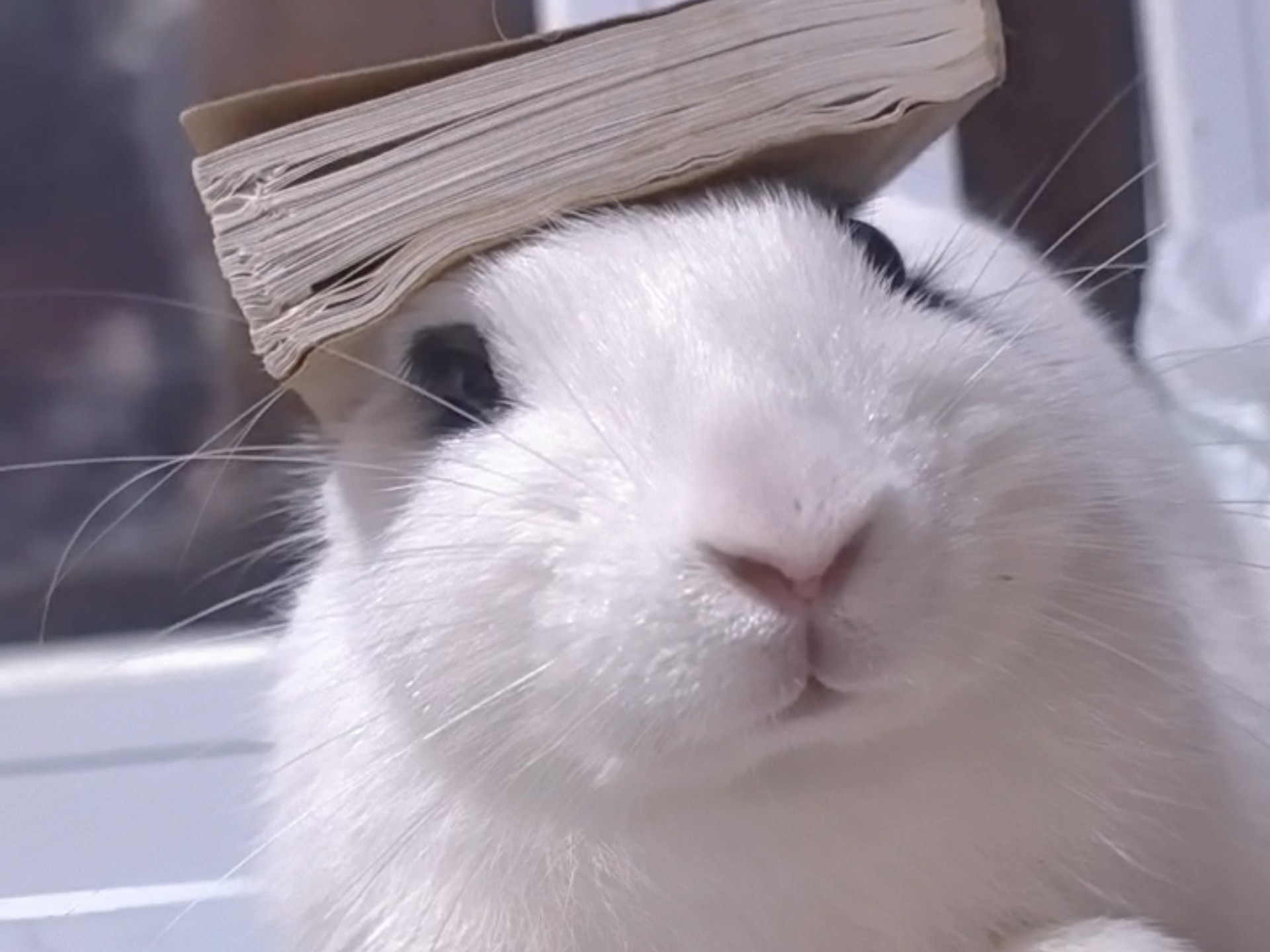 好歪哦，把兔封印起来。