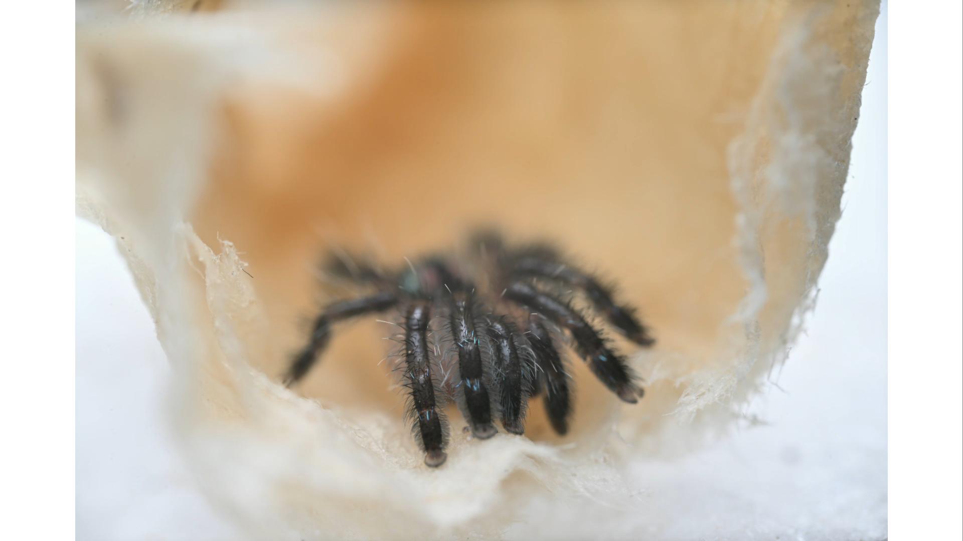 来自秘鲁失传多年的小黑子？只要428的彩树？秘鲁食鸡，彩树，新蓝开