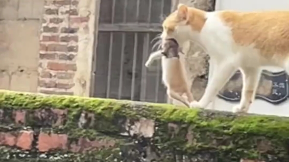 耄耋今天吃什么