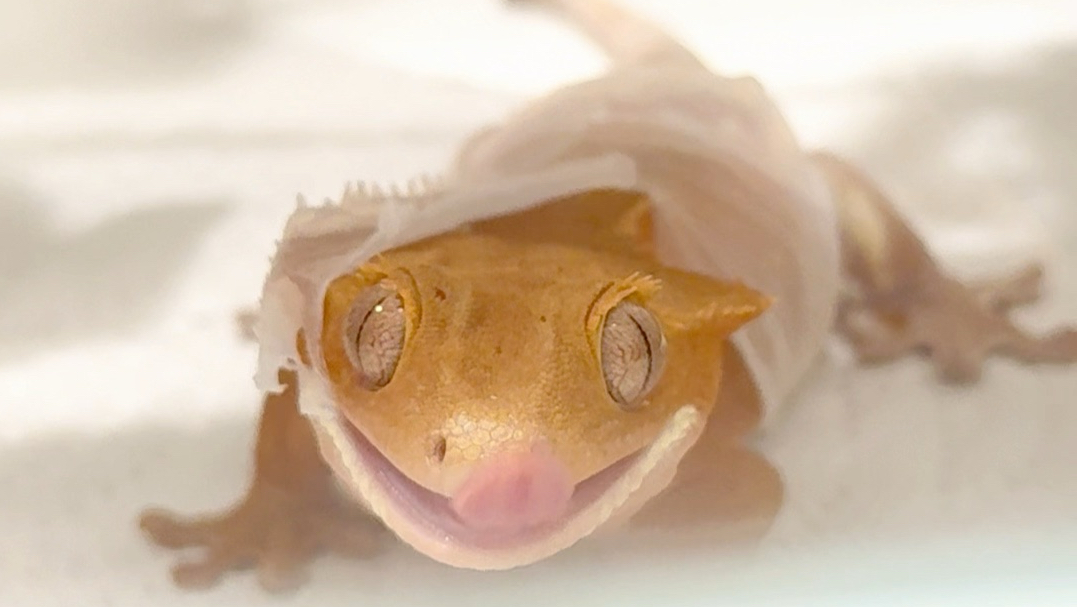 老师，我家守宫又又又蜕皮了！！！