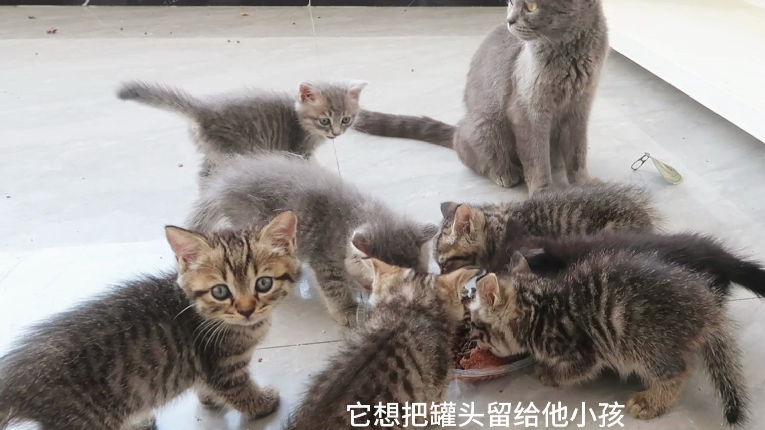 坎坷的流浪猫妈妈舍不得吃，把宝宝养得胖胖的，自己却一身骨头