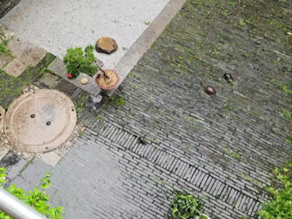 雨中小院，萌宠出动