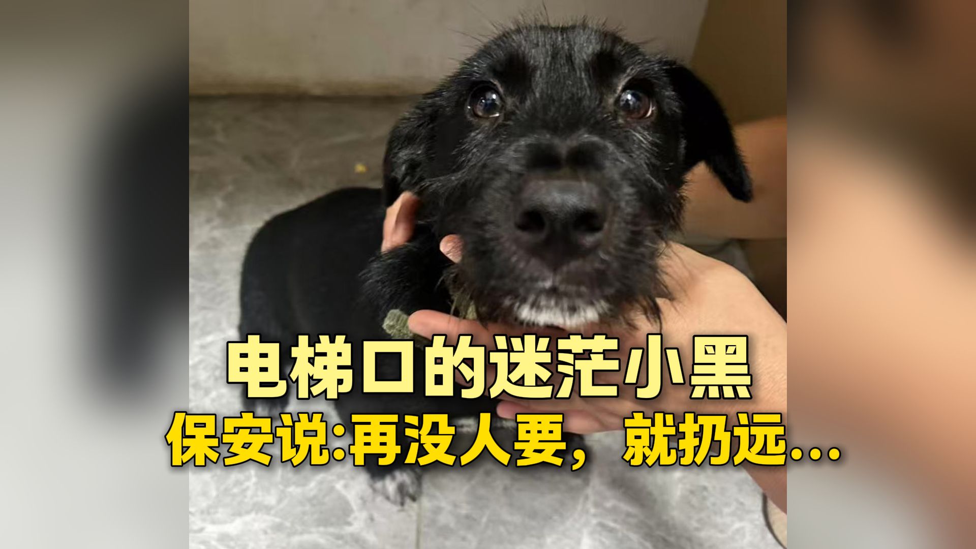 电梯口的迷茫小黑狗，保安说没人要就扔远！