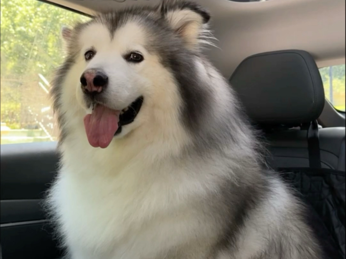 夏天食物保存不当容易变质，大家多注意，胖虎已经好了，现在能吃能