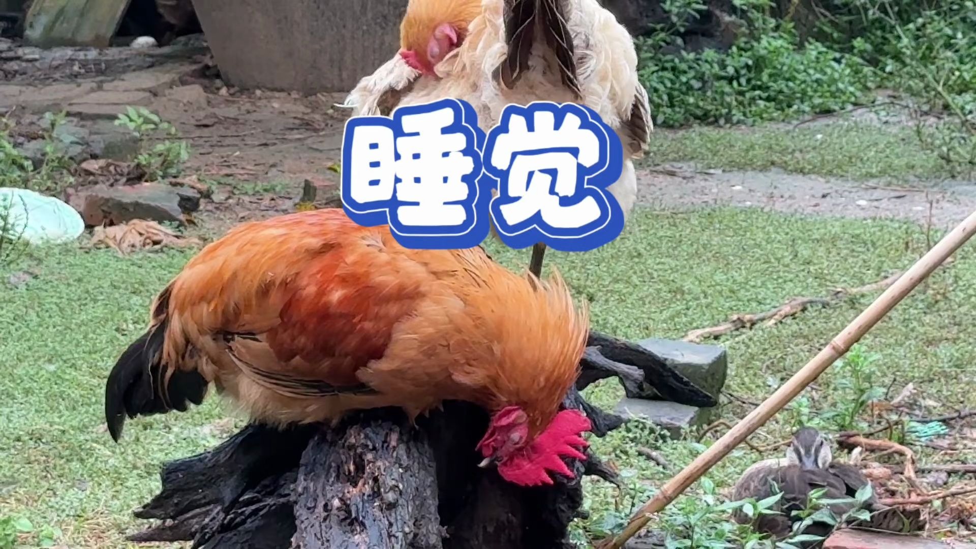 一起长大，小公鸡还跟着3只野鸭，学鸭子睡觉的样子太可爱了