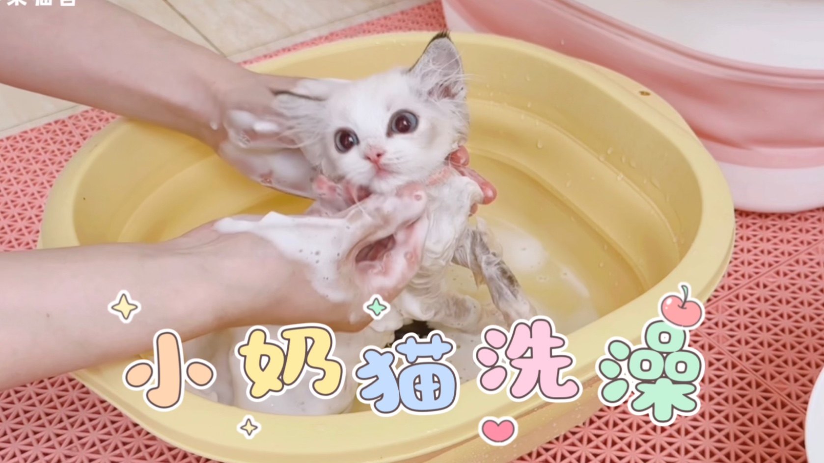 布偶猫舍Vlog311挑战一口气洗十三只小奶猫