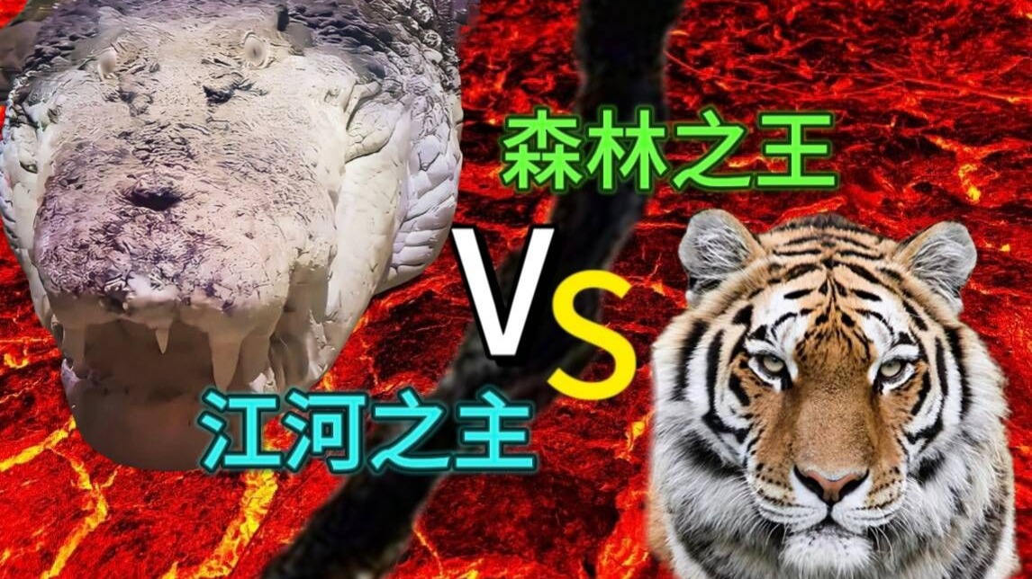 为什么人们说在陆地上虎也打不过湾鳄