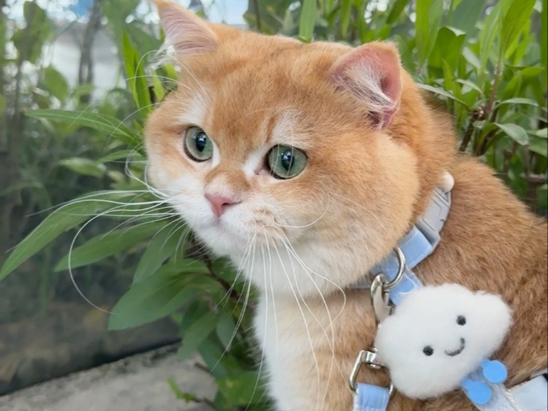 妈妈失业了，小猫自己创业赚猫条
