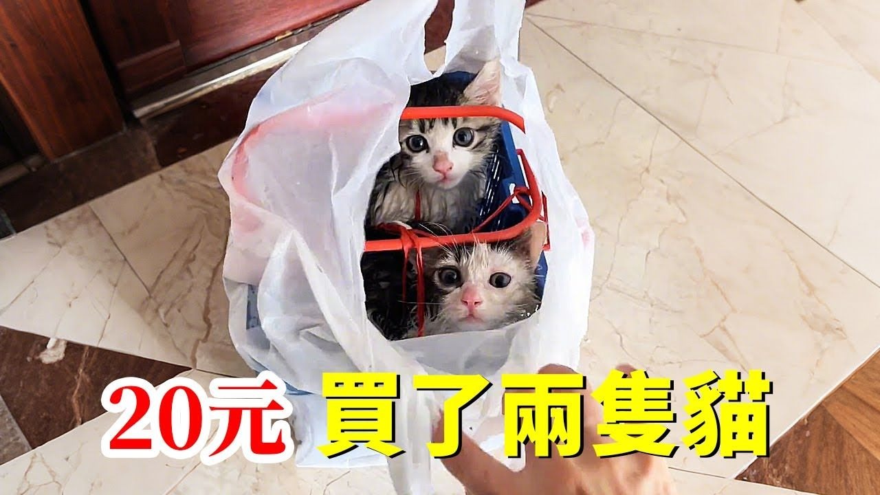 去菜市场买菜，却意外遇到了在鱼摊被寄卖的两只小猫