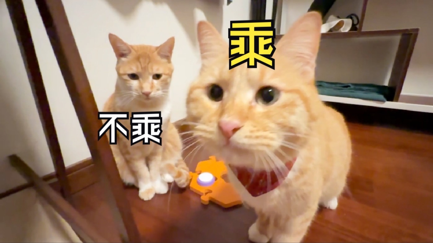 猫！！你能不能遵守游戏规则？？
