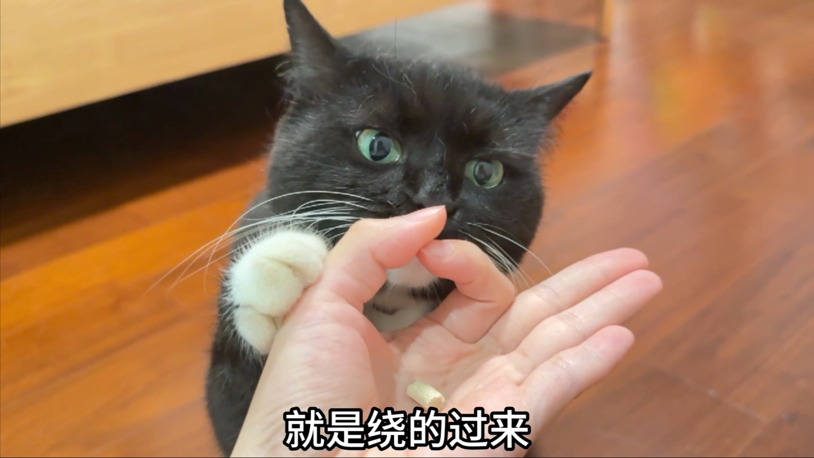 光长心眼子不长脑子的小猫是这样的.....